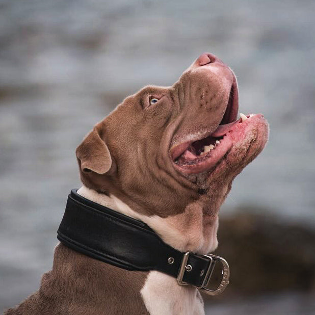 Style Leather Dog Collar — All Black