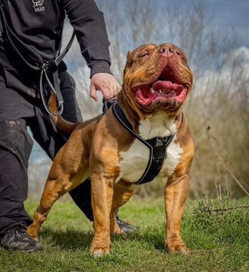 GripPro Heavy Duty Training Harness — 4 Colours