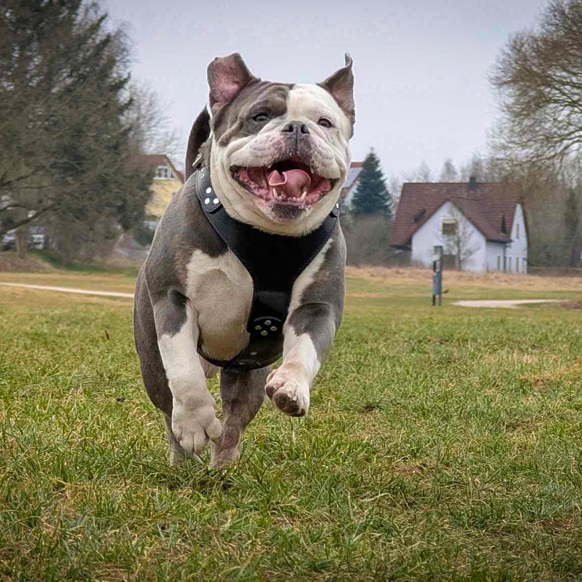 Style Leather Dog Harness — Black
