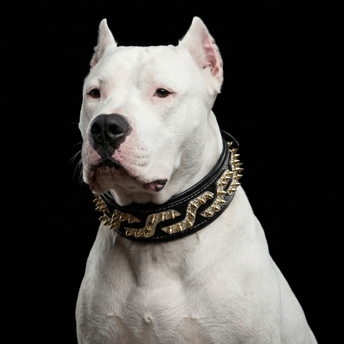 Platinum Dual-Tone Spiked Leather Collar