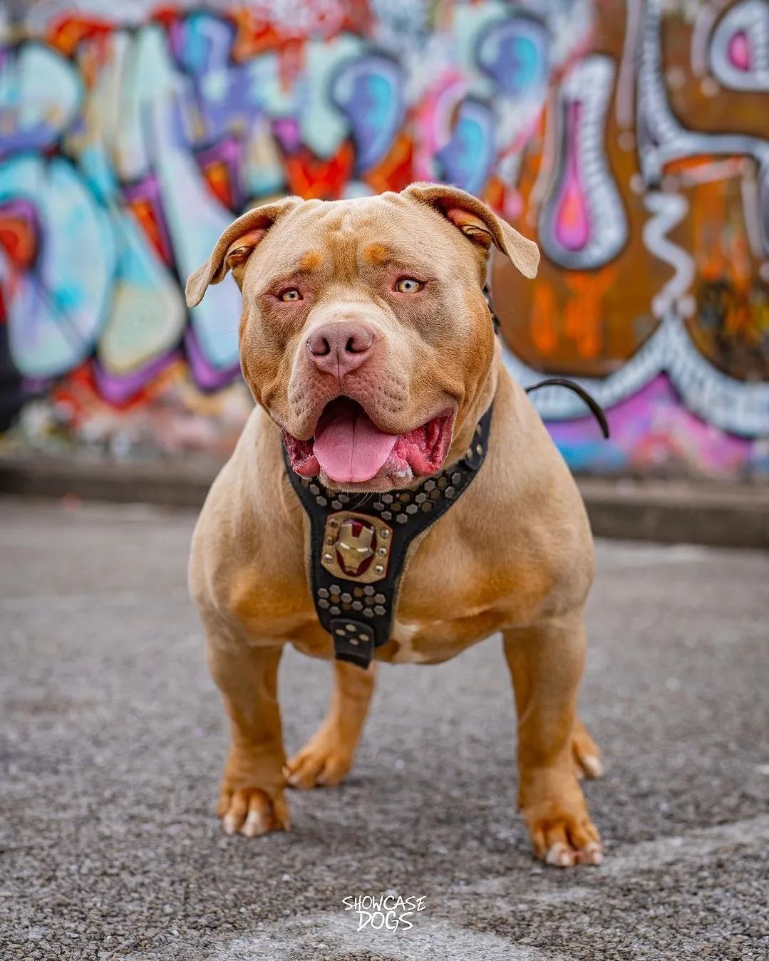 Hexagon Stud Leather Dog Harness — Medium to Giant Breeds