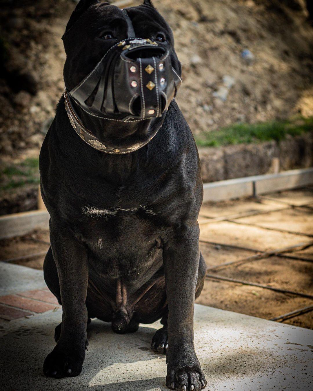Aztec Leather Basket Muzzle — Black
