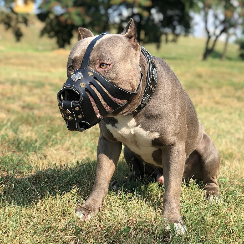 Aztec Leather Basket Muzzle — Black