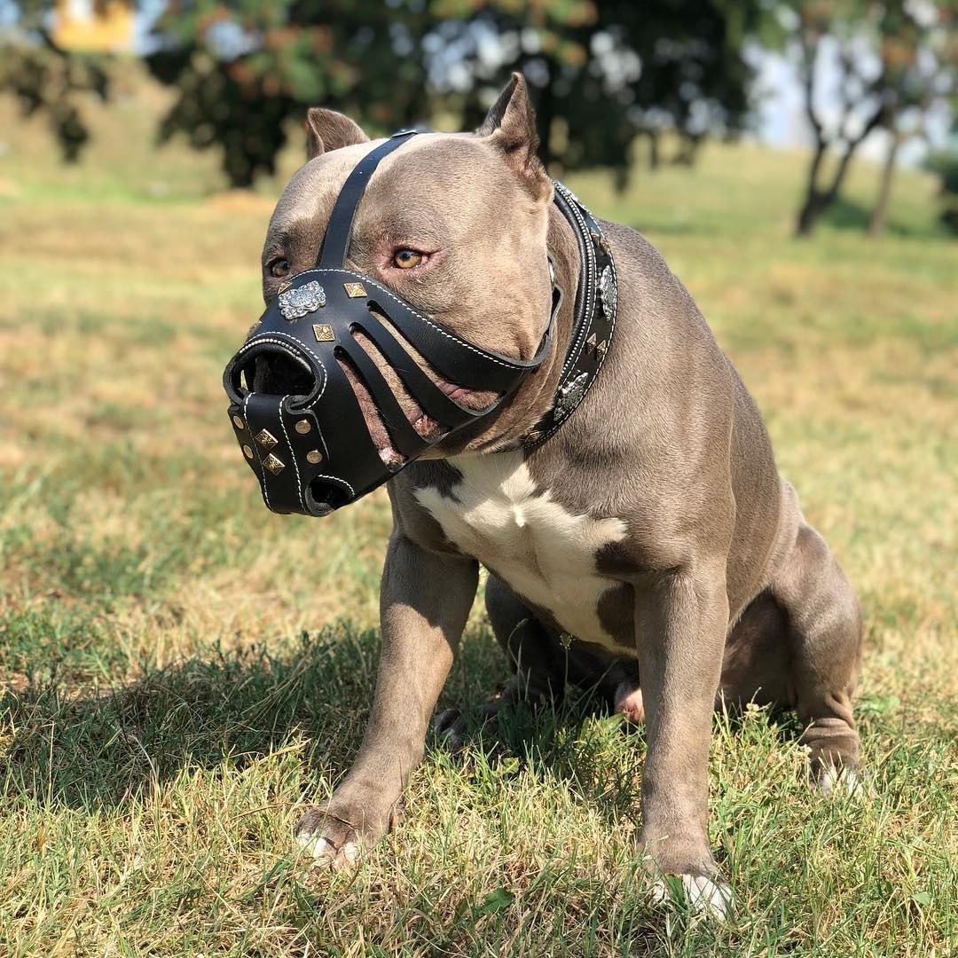 Aztec Leather Basket Muzzle — Black