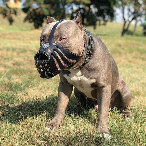 Aztec Leather Basket Muzzle — Black