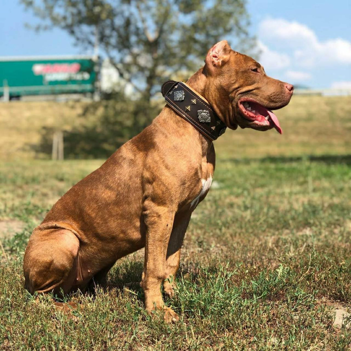 Aztec Leather Dog Collar — Brown, 2.5"