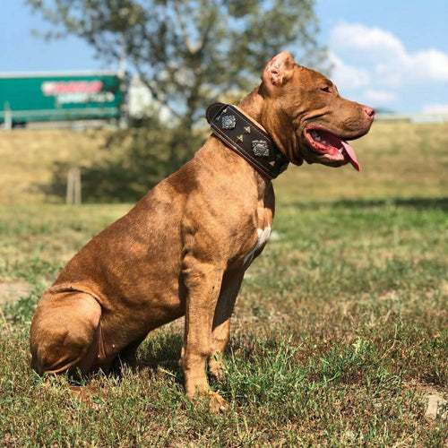 Aztec Leather Dog Collar — Brown, 2.5"