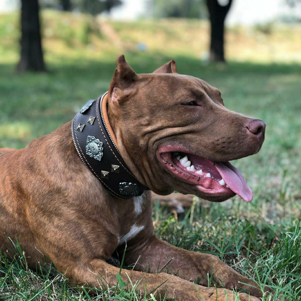 Aztec Leather Dog Collar — Brown, 2.5"