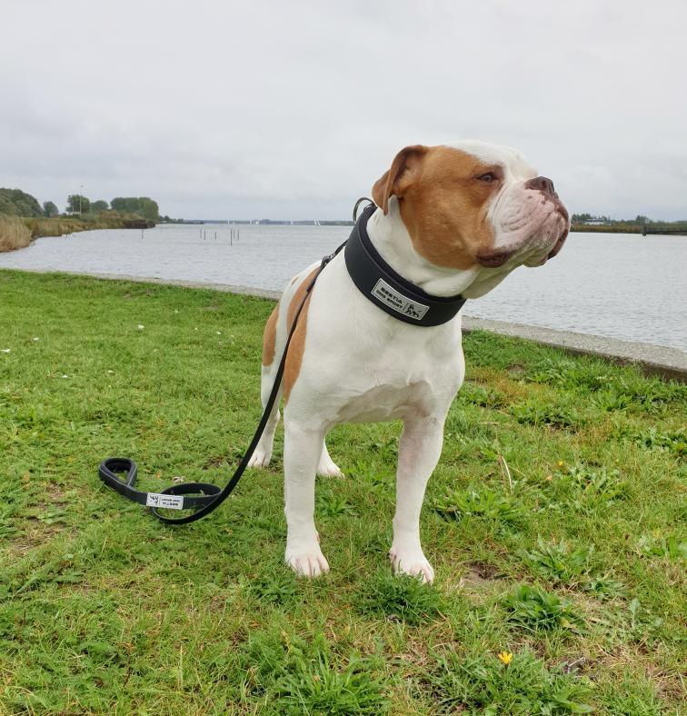 Tactical Dog Leash — Heavy Duty, All Black