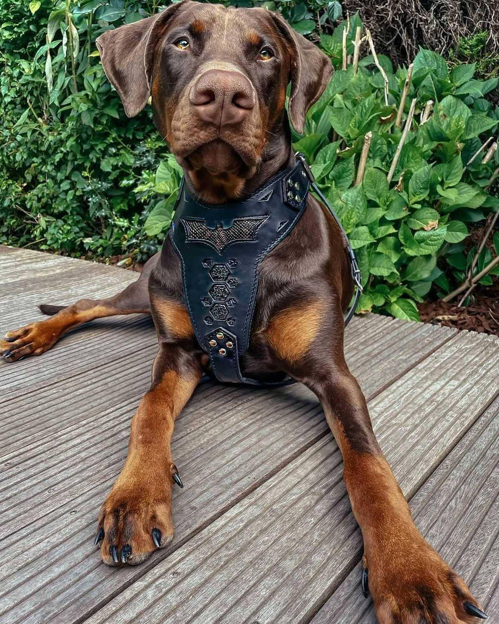 Signature Leather Dog Harness — Black