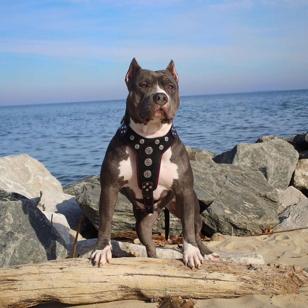 Bijou Leather Dog Harness — Black & Red, Large Breeds