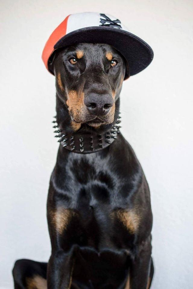 Black Giant Spiked Leather Dog Collar — 2.5"