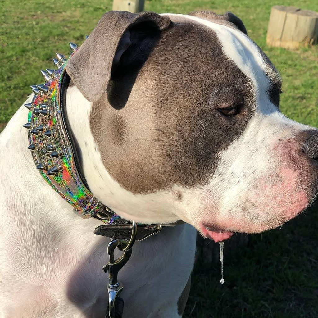 Chameleon Colour-Shift Leather Collar — 2.8", Limited