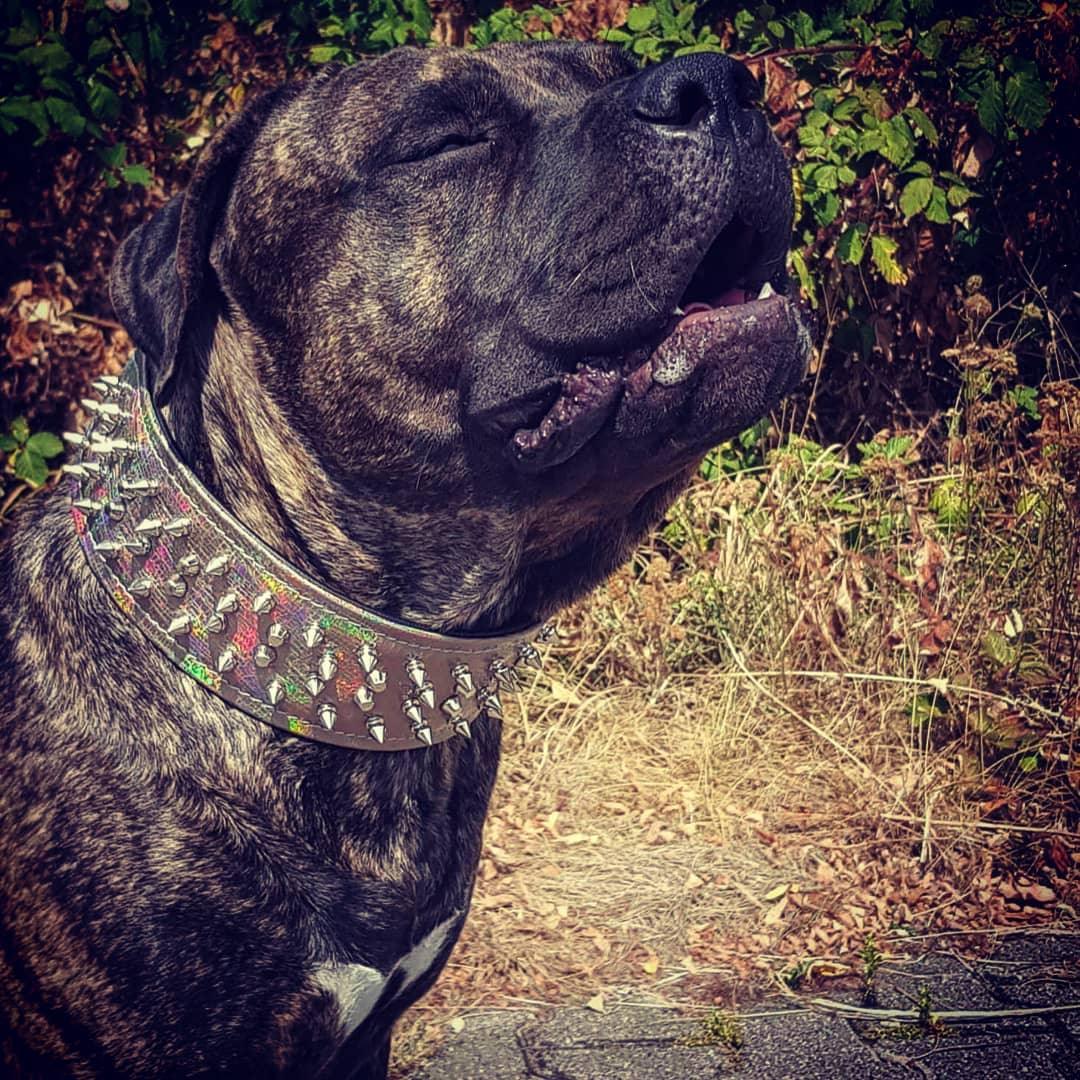 Chameleon Colour-Shift Leather Collar — 2.8", Limited