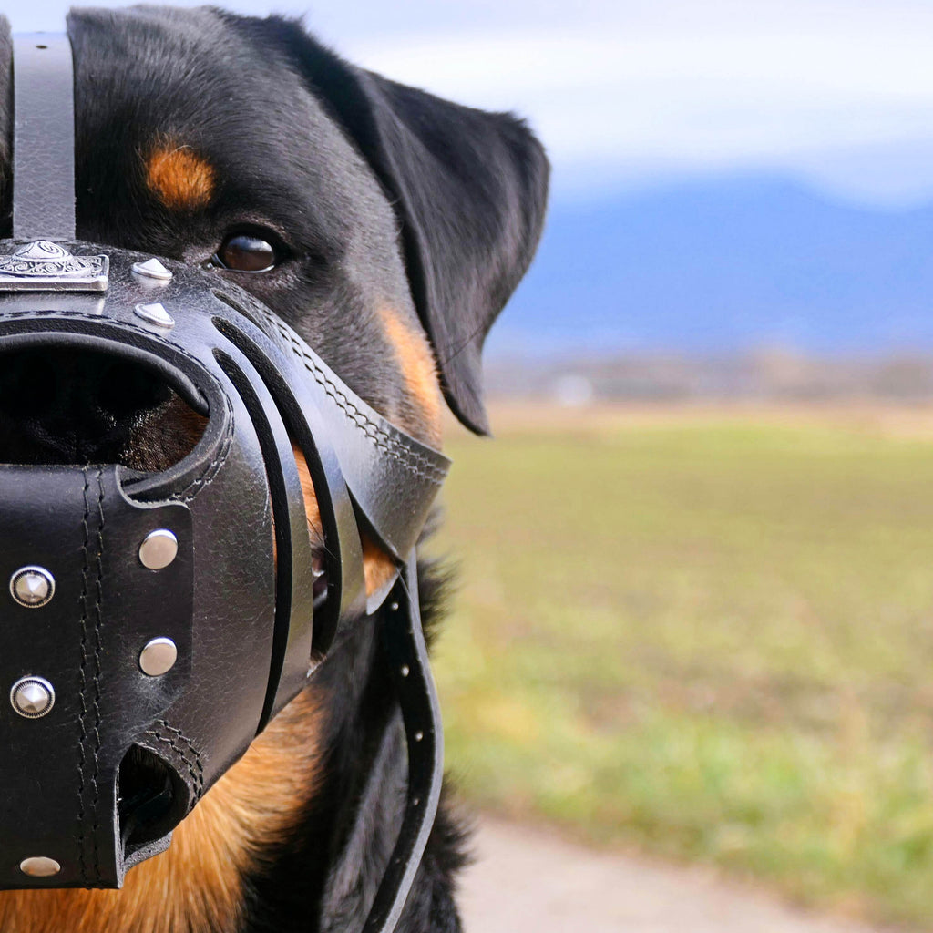 Eros Leather Basket Muzzle — All Black
