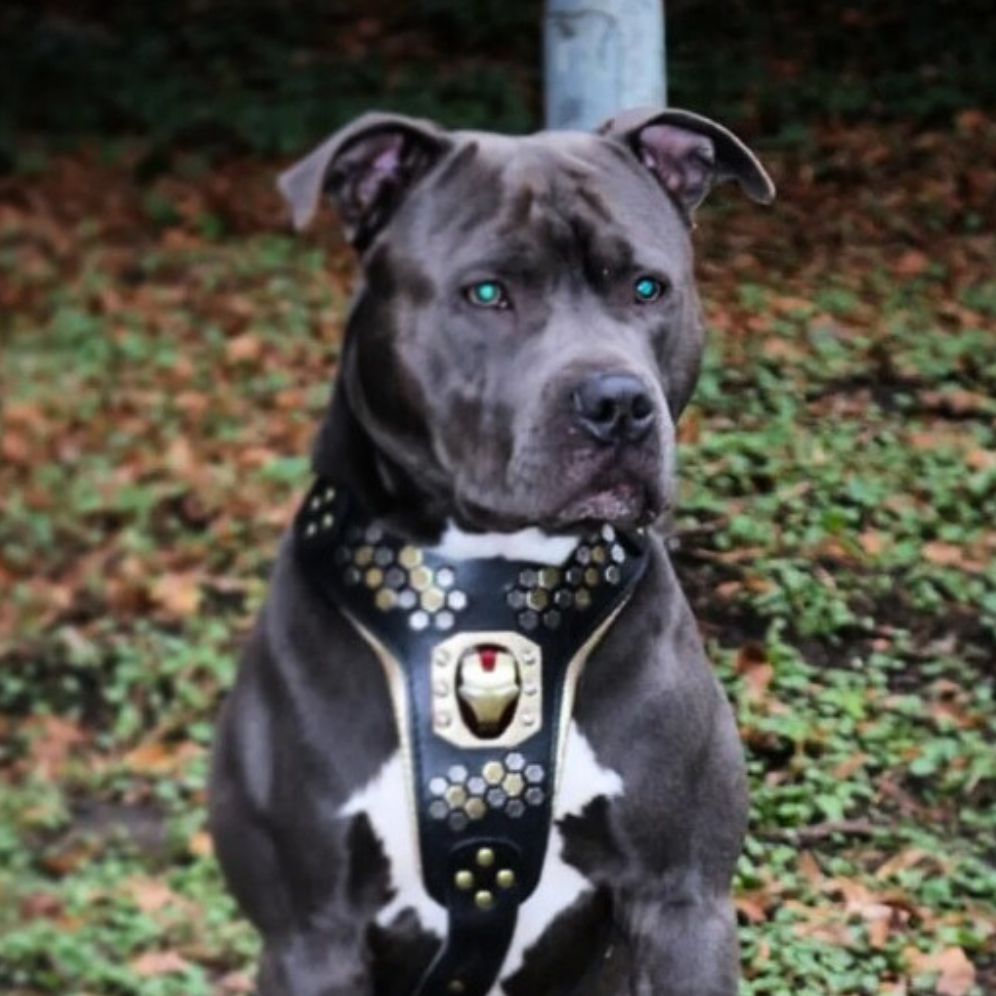 Hexagon Stud Leather Dog Harness — Medium to Giant Breeds