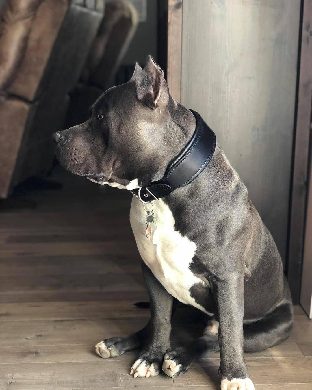 Style Leather Dog Collar — All Black