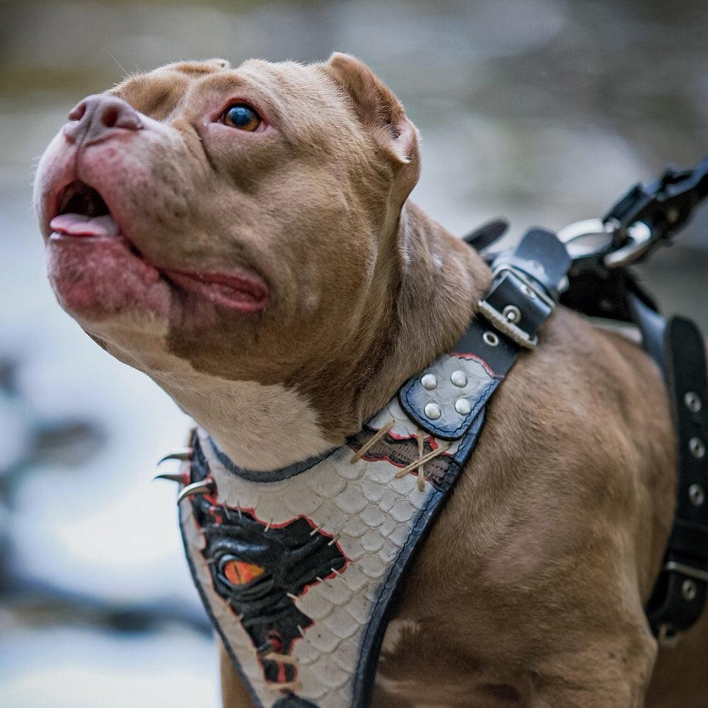 Dragon's Eye Embossed Leather Harness — Limited