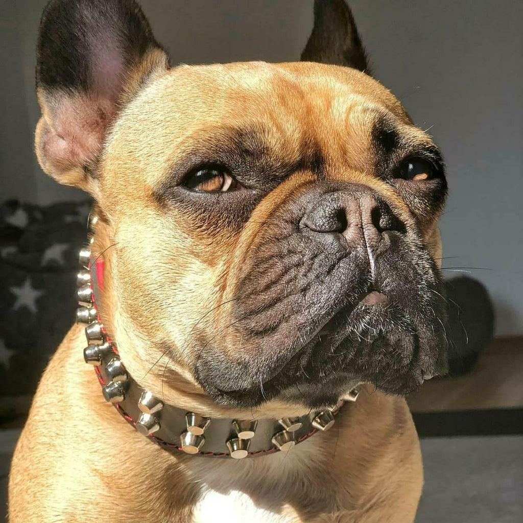 Rocky Studded Leather Dog Collar