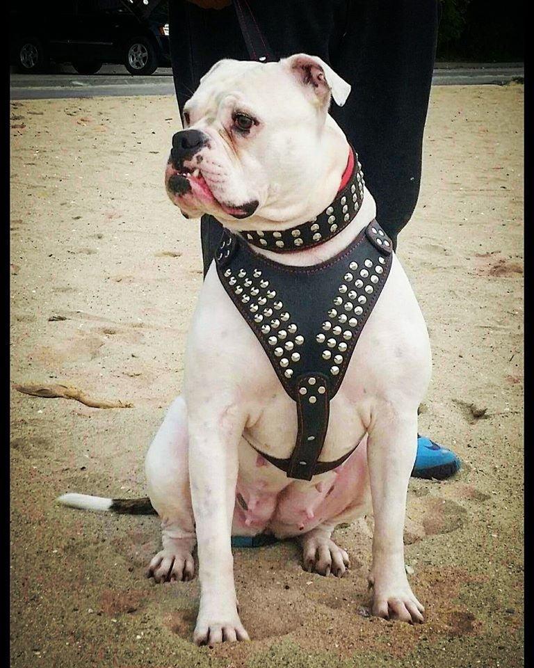 Star Studded Leather Dog Harness — Red, Brown or White
