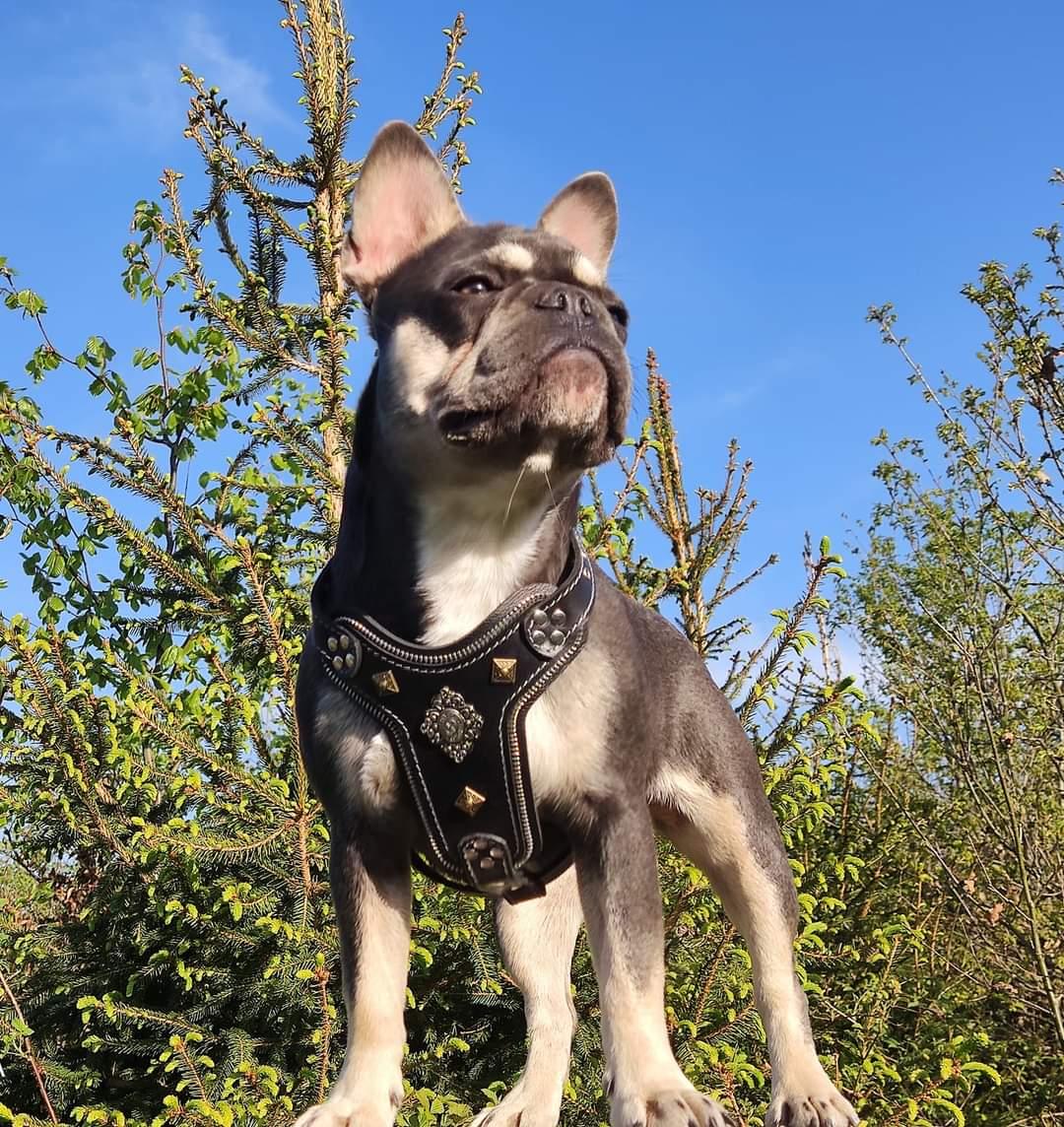 Aztec Leather Dog Harness — Black, Small to Medium