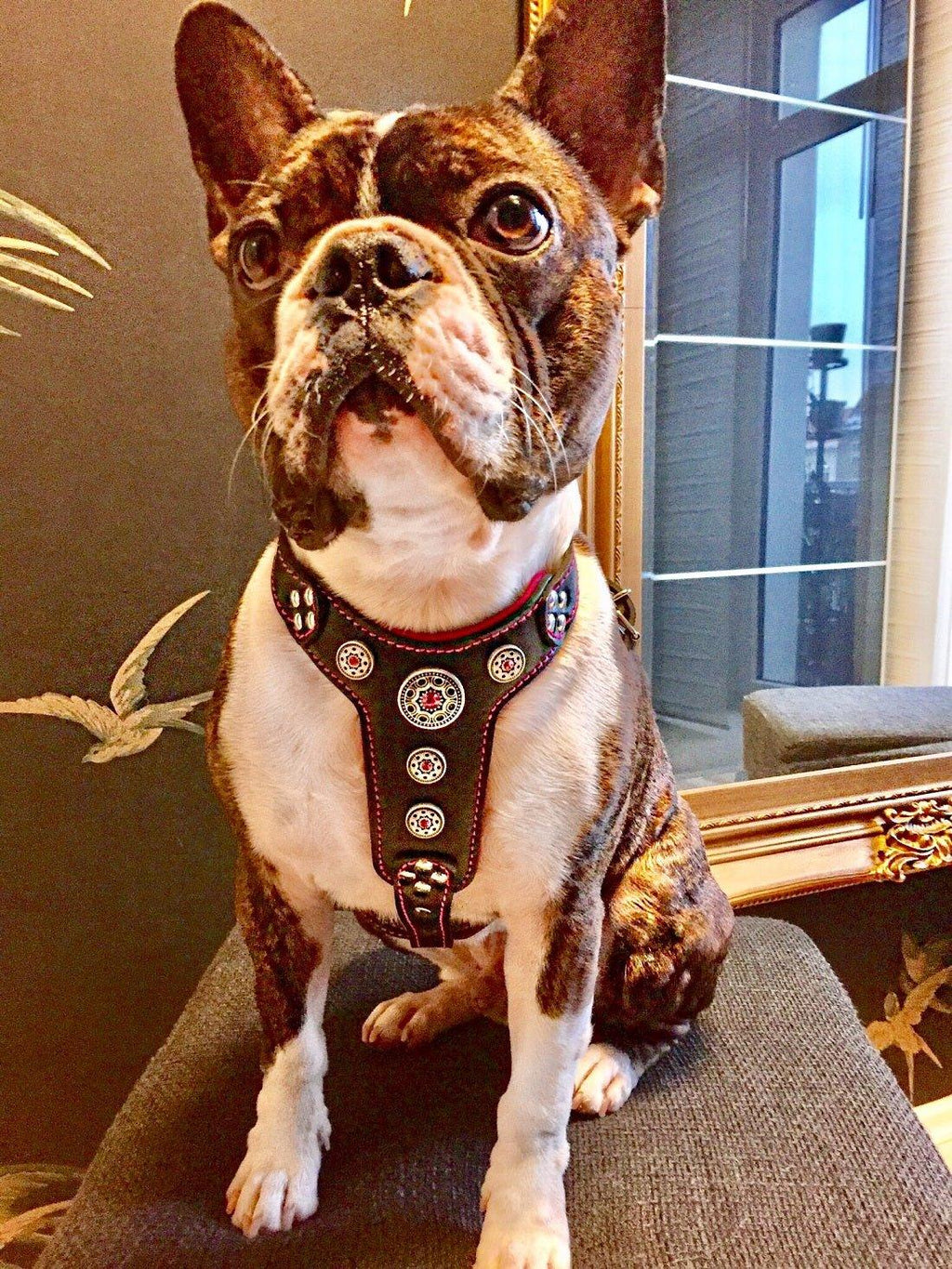Bijou Leather Dog Harness — Black & Pink, Small to Medium