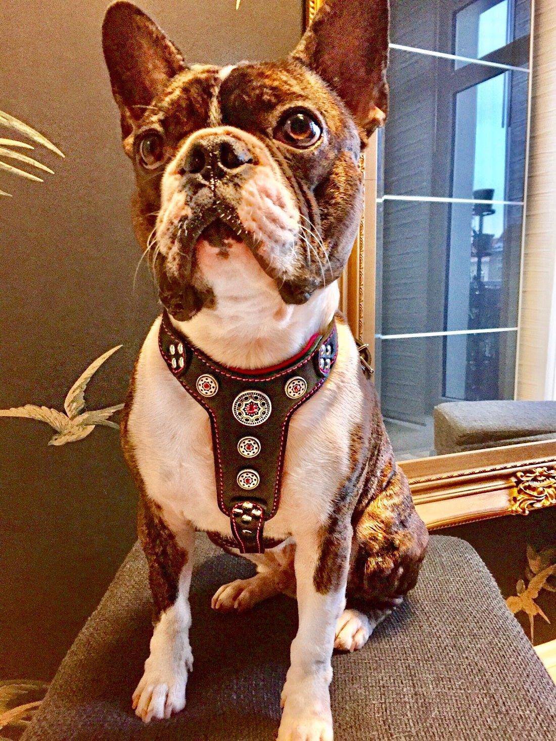 Bijou Leather Dog Harness — Black & Pink, Small to Medium