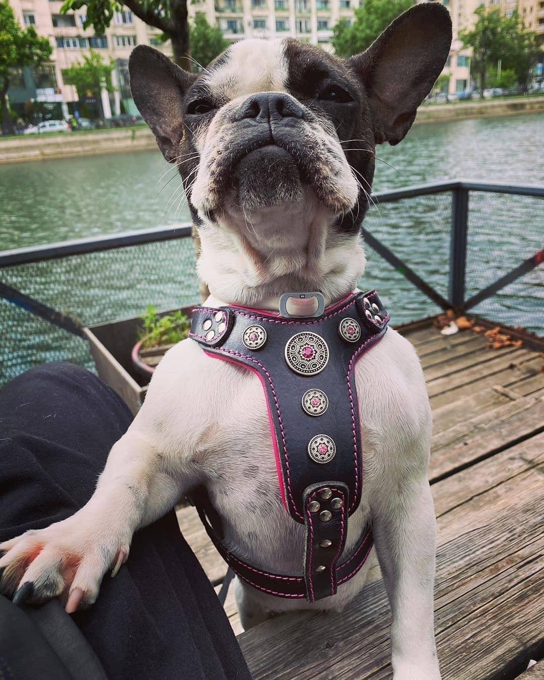 Bijou Leather Dog Harness — Black & Pink, Small to Medium