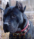 Eros Leather Dog Collar — 2.5" Black & Red