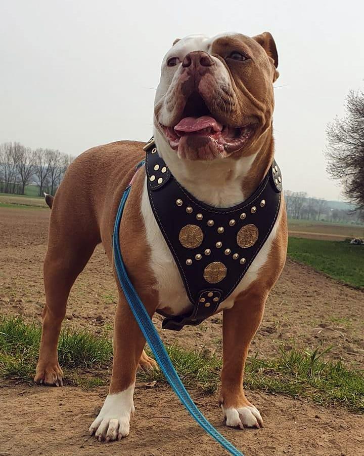 Maximus Leather Dog Harness — Black & Gold