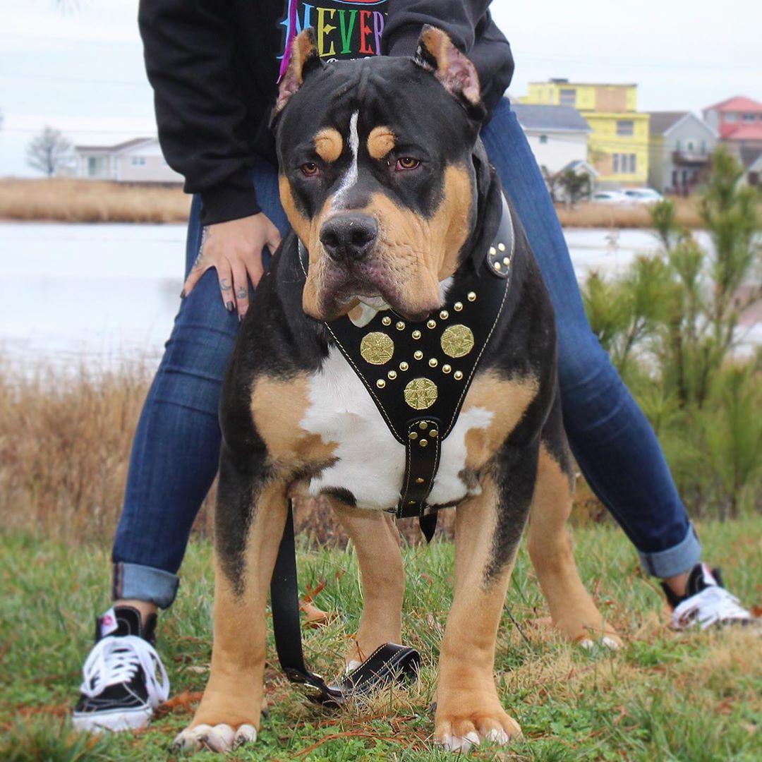 Maximus Leather Dog Harness — Black & Gold