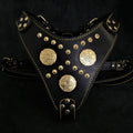 Maximus Leather Dog Harness — Black & Gold