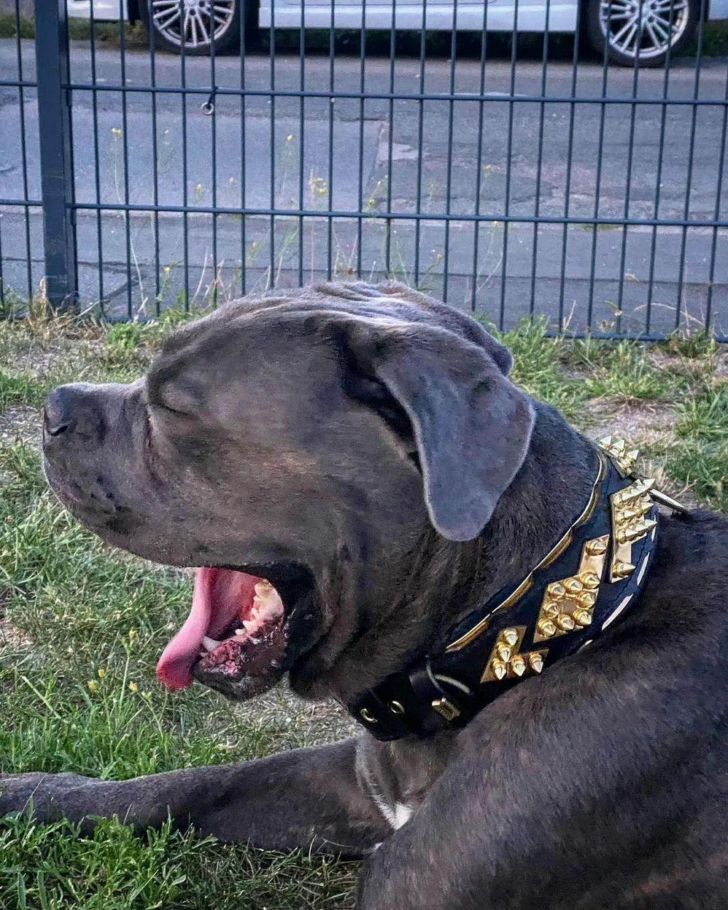 Midas Gold Spiked Leather Collar — 2.5"