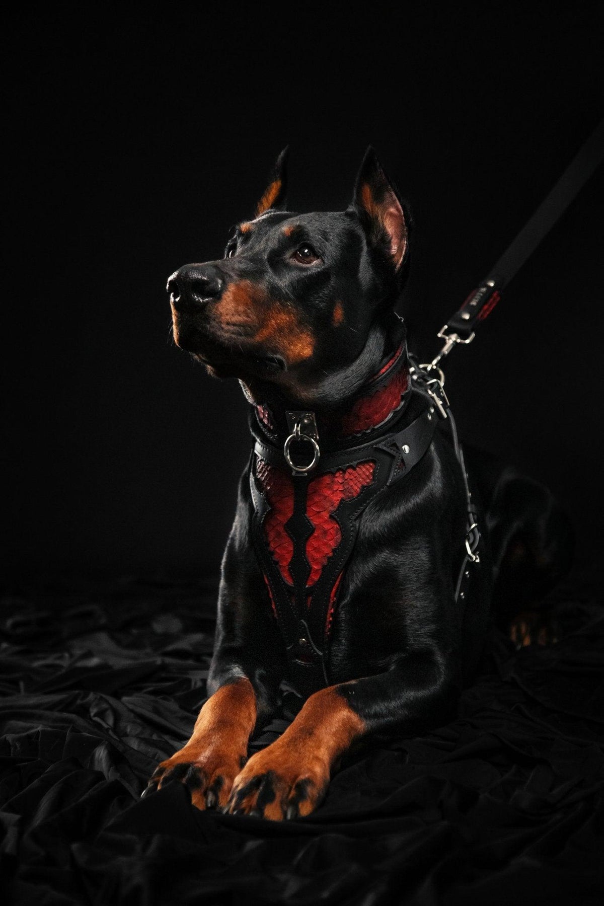 Red Dragon Leather Dog Harness — Made to Order