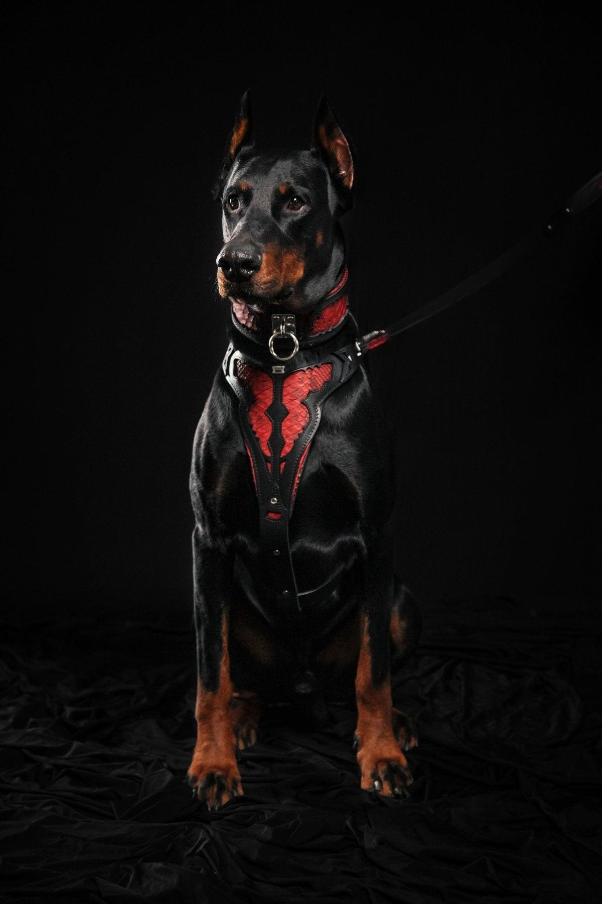 Red Dragon Leather Dog Harness — Made to Order