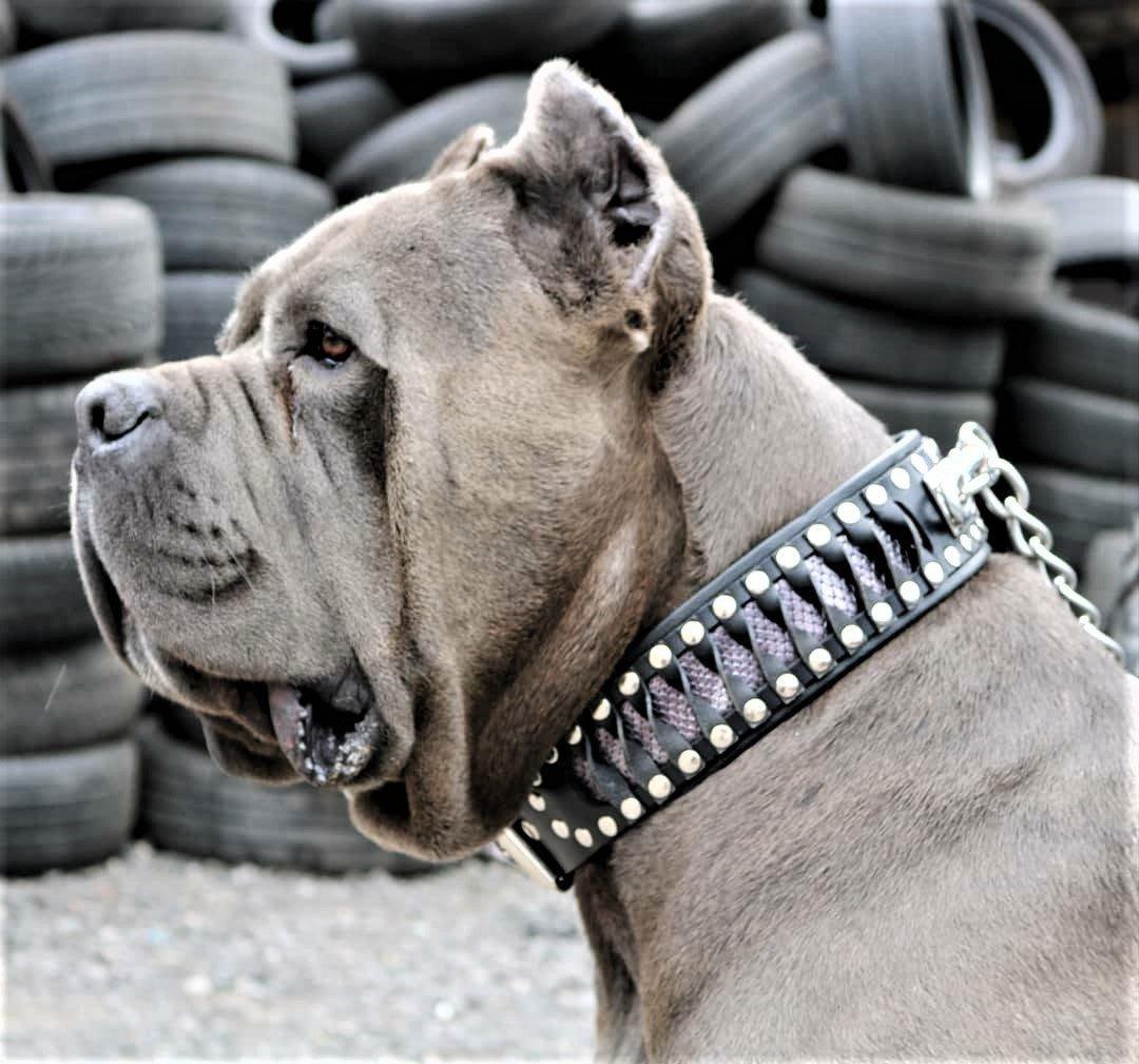 Steampunk Snakeskin Pattern Leather Collar