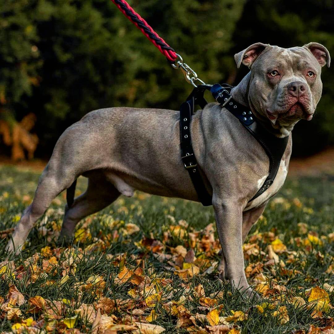 Style Leather Dog Harness — Black