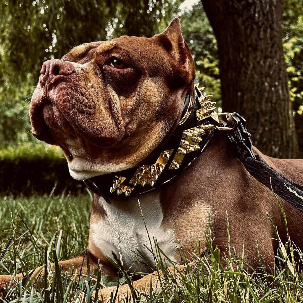 Midas Gold Spiked Leather Collar — 2.5"