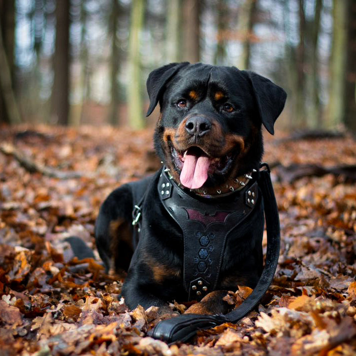 Signature Leather Dog Harness — Black